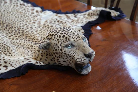 An early 20th century leopard skin rug by Van Ingen & Van Ingen, Mysore, overall length 8ft 2in.